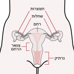 Scheme_female_reproductive_system-he.svg