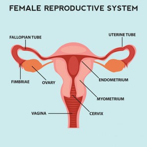 Female reproductive system, image diagram